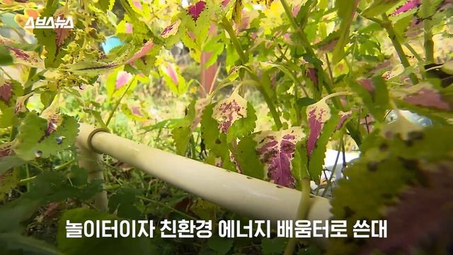 이 마을이 집마다 '호박등' 밝히는 감동적인 이유 / 스브스뉴스
