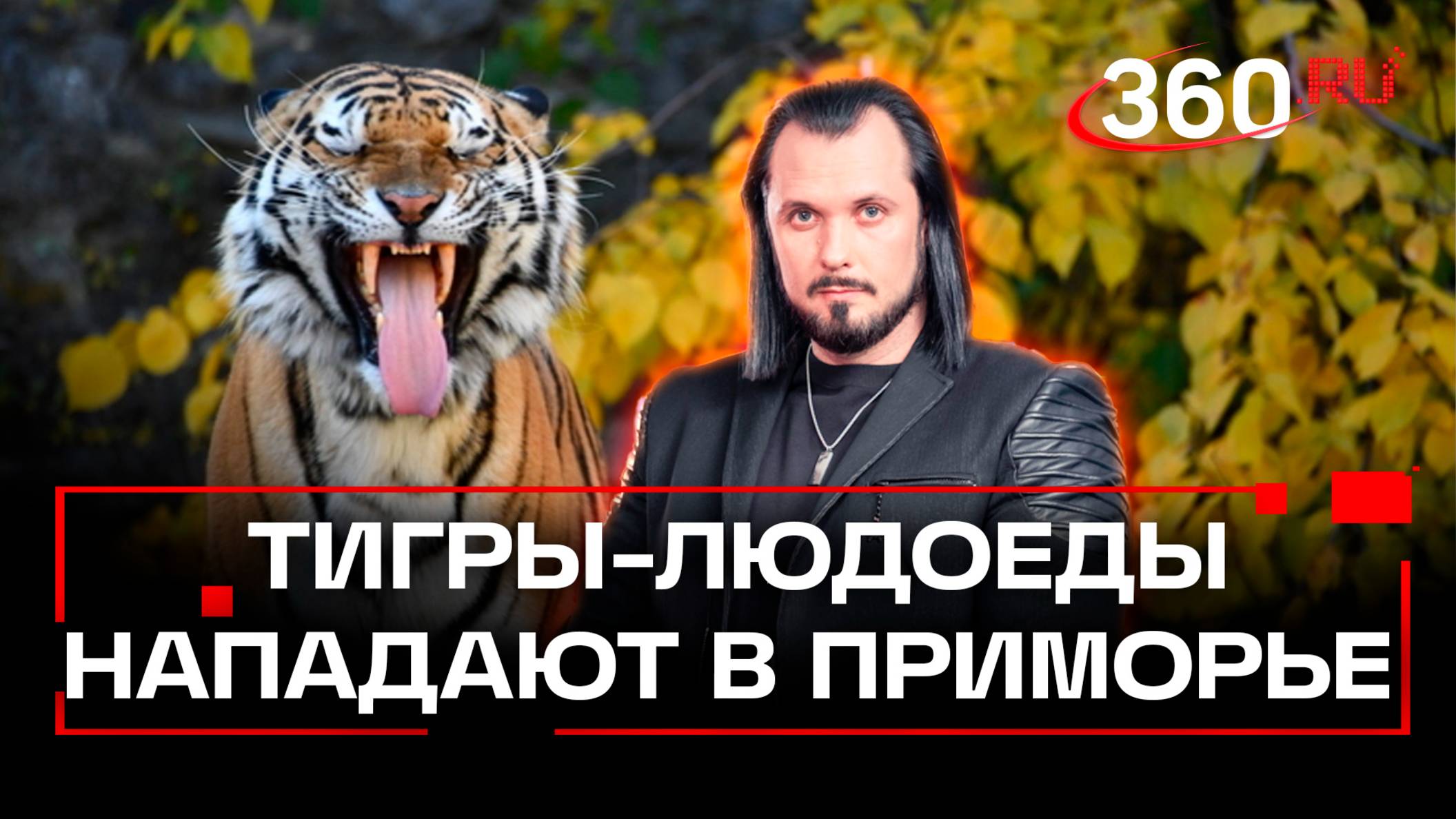 Чума, кедр и браконьеры стали причиной нападений тигров - людоедов. Иван Бер