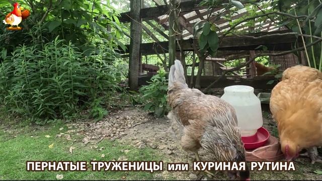 Куры несушки свободного выгула и их обычная куриная рутина – эпизод (18)