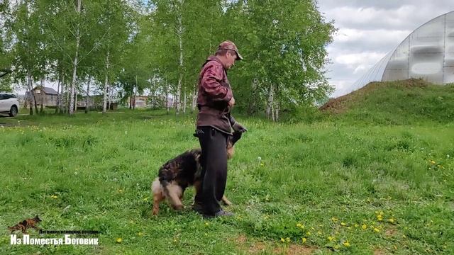 КАПИТАН ИЗ ПОМЕСТЬЯ БОГОВИК (8,5 мес) зонарно-рыжий подросток д/ш немецкой овчарки