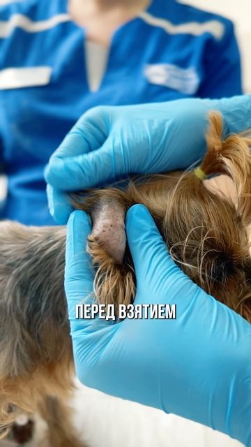 Взятие периферической крови