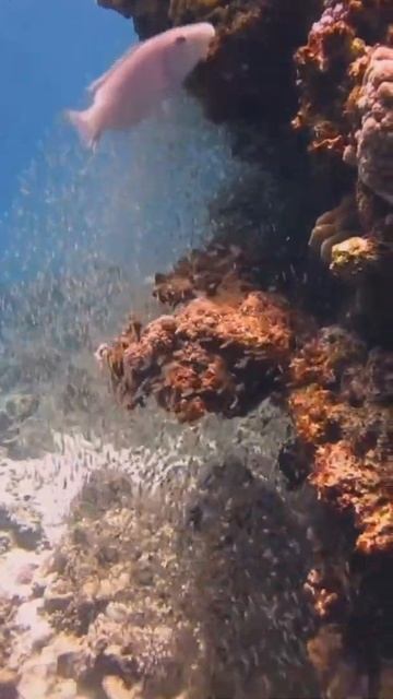 Amazing #underwater heaven of the #canyon dive spot in #dahab. #scubadivingdahab #redseadiving