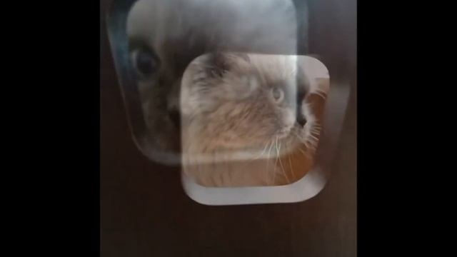 Alisa the Space Cat / Алиса летит в космос :))