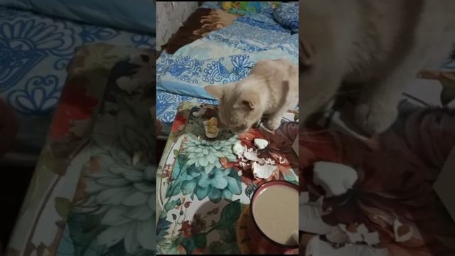 Смешное видео!!!Мои кошки обожают яйца!!!Озвучка от автора!!!😆😆😆😆😆😆.