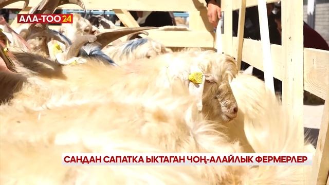 Сандан сапатка ыктаган Чоң-Алайлык фермерлер