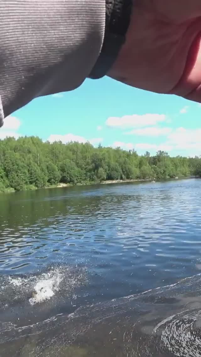 Печенга 2023. Баня. Сёмга взяла под ногами!  #shorts  #fishing  #salmon  #семга