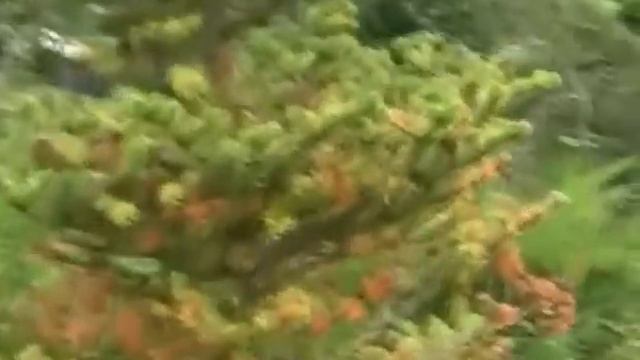 Марси участок 2