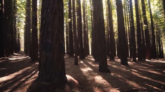 The Comet Kids - Location Scout day#3 - Redwood Forests