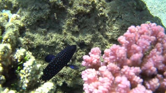 Marsa Alam Maj 2022 Sataya Resort rafa!!💥🐟🐠🐡🐟🐠💥