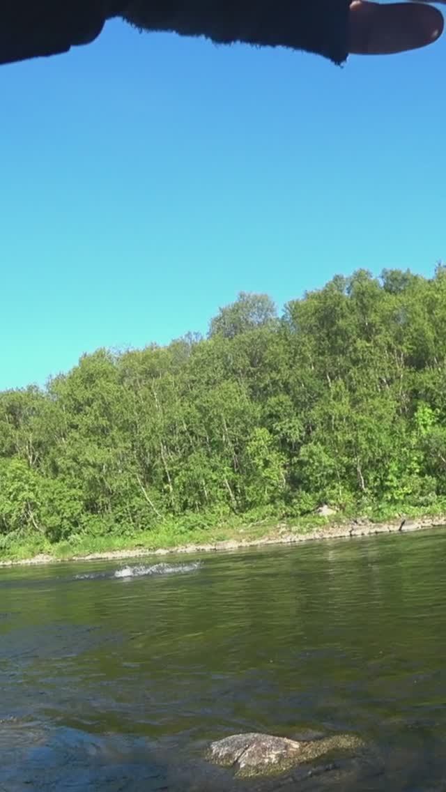 Кольский 2023. Печенга. Большая сёмга прёт как паровоз!  #shorts  #fishing  #salmon #семга