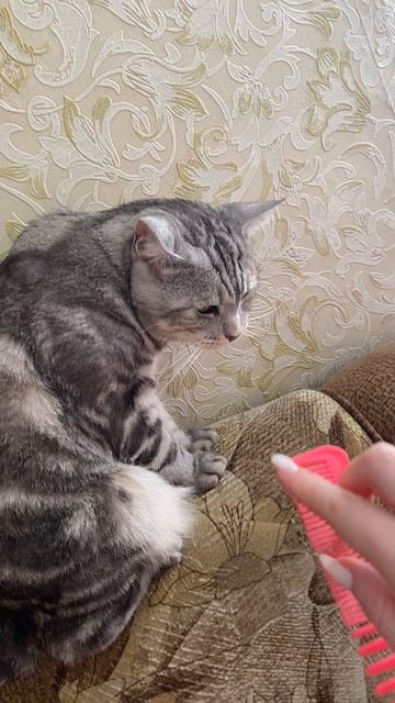 Кот Лёва