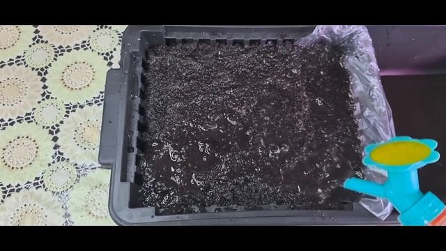 10.04.2024 видеодневник. Подкорма петуний для пышного цветения 🌸🌺🪻