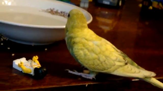 попугайчик и lego