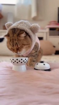 Добавки для котика!