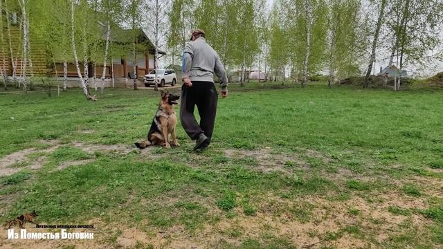 ЗАТЕЯ ИЗ ПОМЕСТЬЯ БОГОВИК девочка-подросток немецкой овчарки (8,5 месяцев)