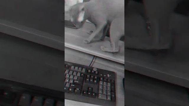 Сфинкс воришка тырит мелочь/Sphinx thief steals coins#animals #sphynx #cats
