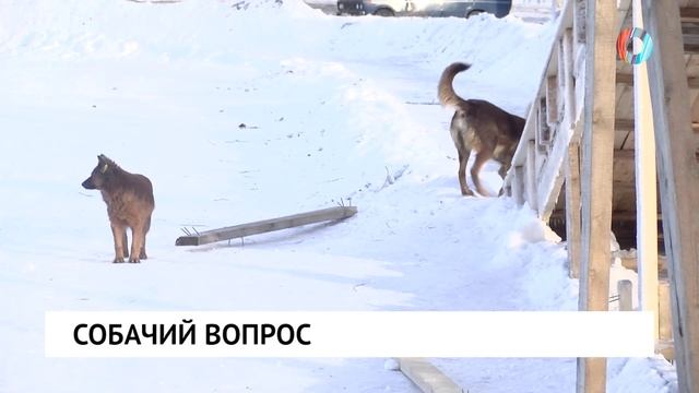 Собачий вопрос