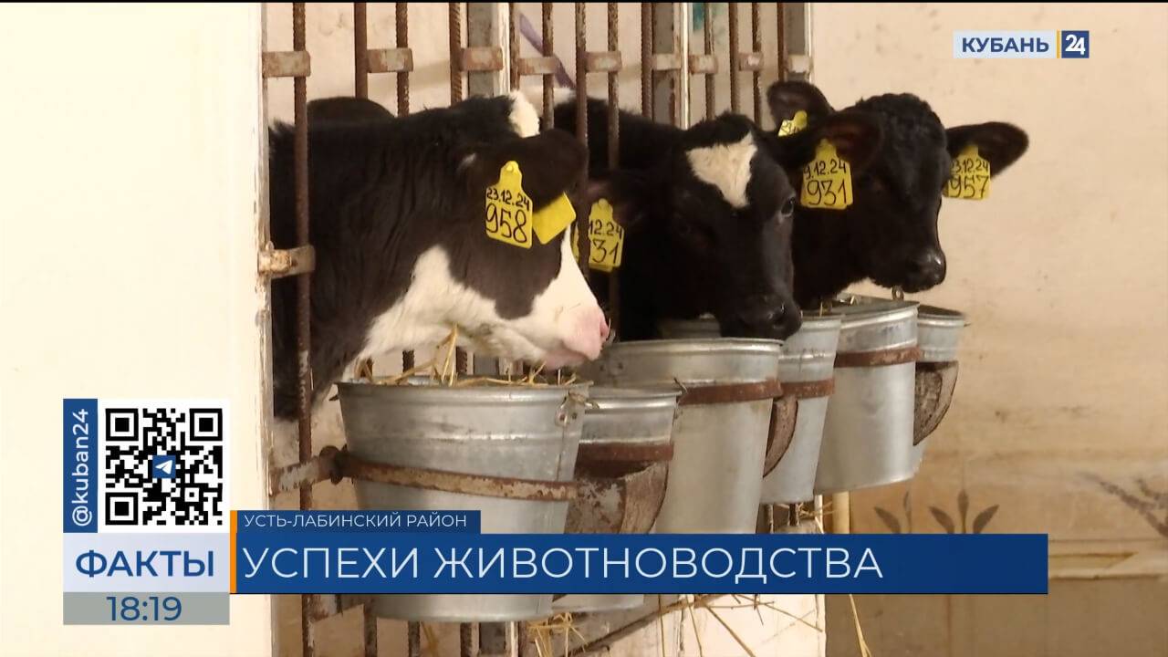 Запустить животноводческие комплексы по 2 тыс. коров планируют на Кубани