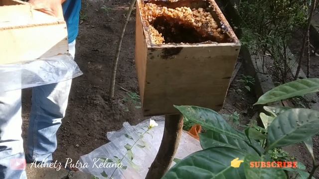 Cara memperkuat koloni  lebah trigona yang lemah