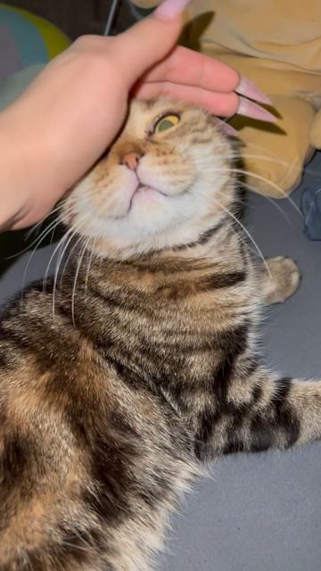 Шотландская вислоухая кошка 🐱