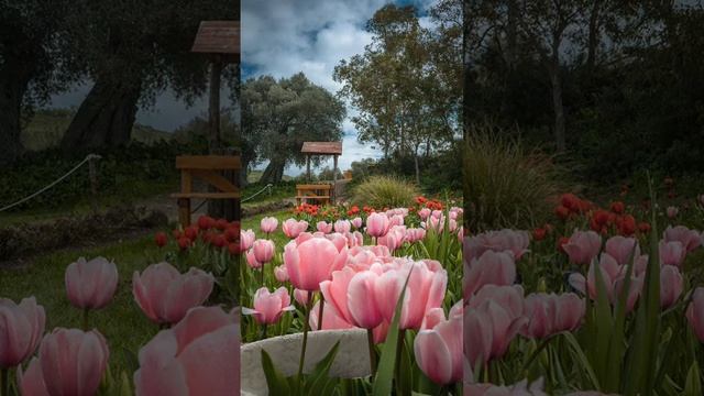 меж цветов с Машей 🌹🌷🌷🌷🌷