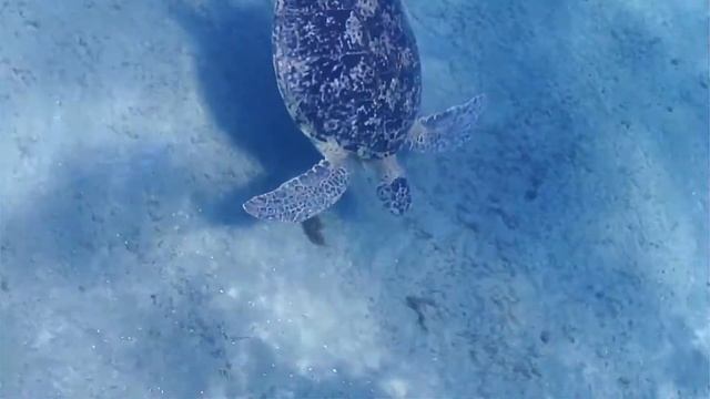 Tortues d'Aurora Bay et Abu Dabbab région de Marsa Alam en Egypte.