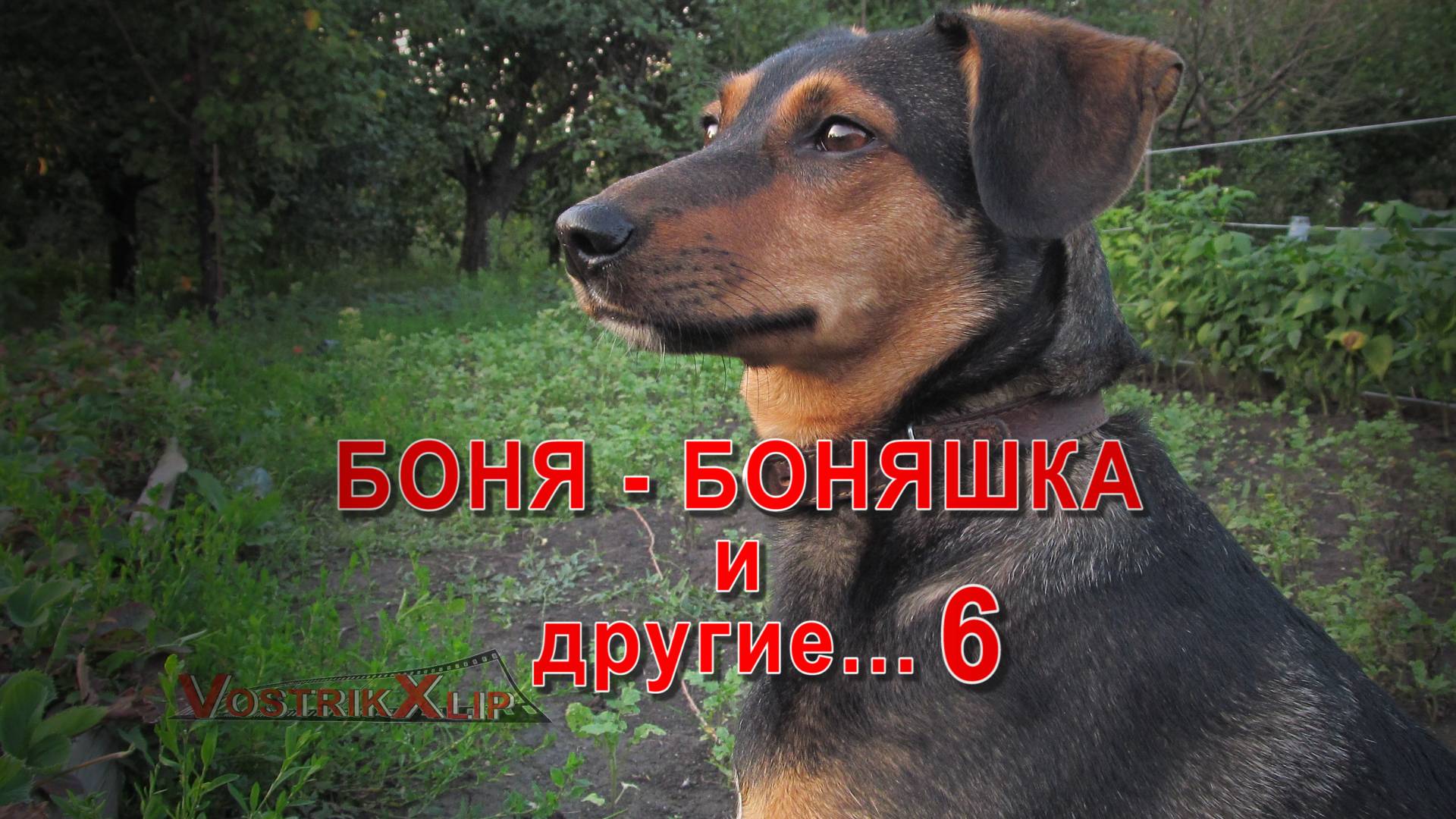 Боня Боняшка и другие 6