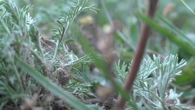 5 самых опасных пауков России  Что о них нужно знать