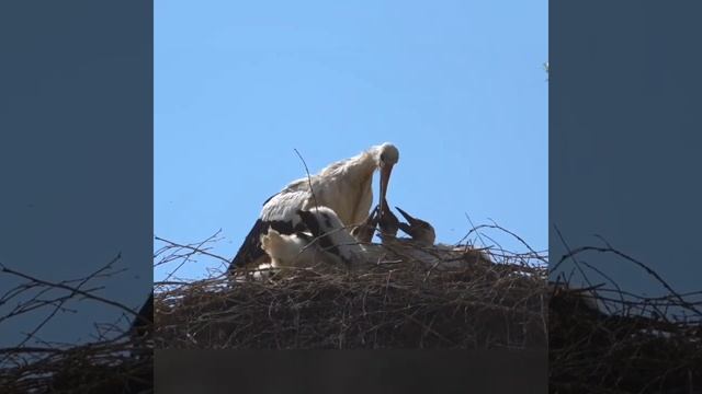 Да будет МИР на этой земле!🕊 #большегруз #дальнобой #грузоперевозки #фура #грузовик