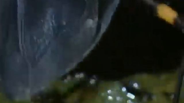 DOCUMENTAL HD PLANETA TIERRA CURIOSIDADES ANIMALES MUNDO ANIMAL
