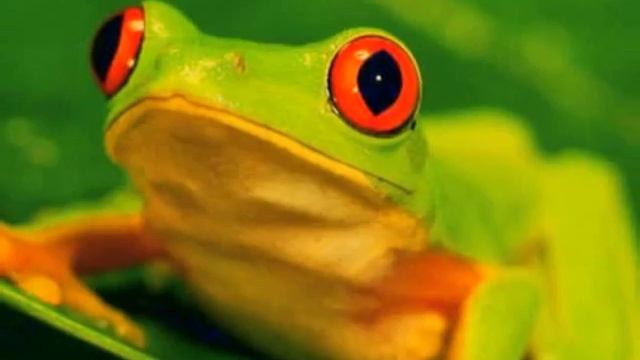 Go Vegan For Planet Earth