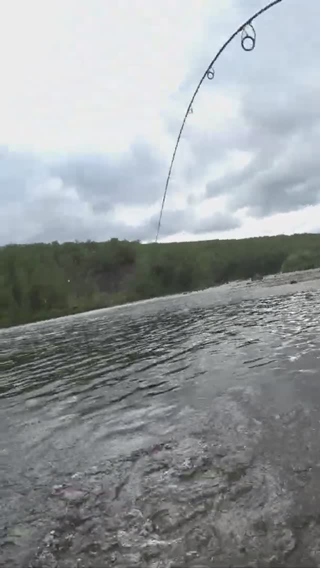 Печенга 2023. Поимка горбуши!  #shorts  #fishing  #pinksalmon   #горбуша