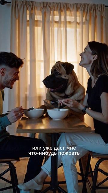 Было бы очень весело, если бы не было так грустно. Вряд ли что-то перепало собаке😂 #прикол #юмор