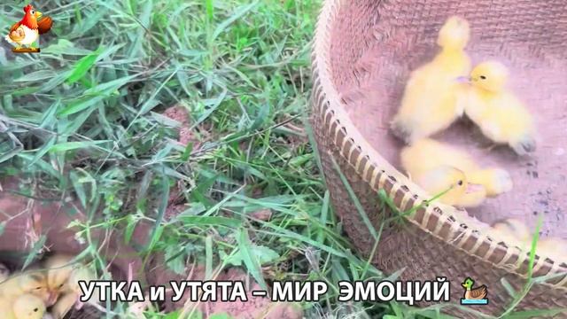 Утка и Утята – мир нежных эмоций 🦆🤗❣️часть (15)