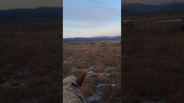 бурятия кедровый орех