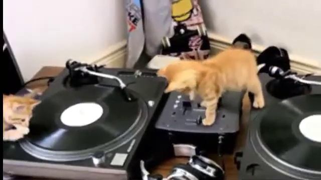 Приколы. Котята DJ!