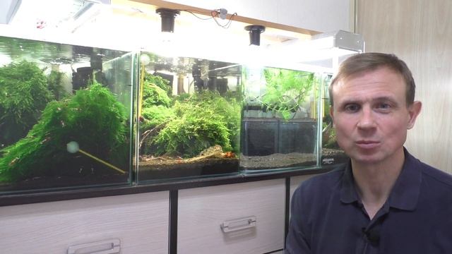 МЕТОД УСКОРЕННОГО ЗАПУСКА АКВАРИУМА ДЛЯ ПОРОДИСТЫХ КРЕВЕТОК