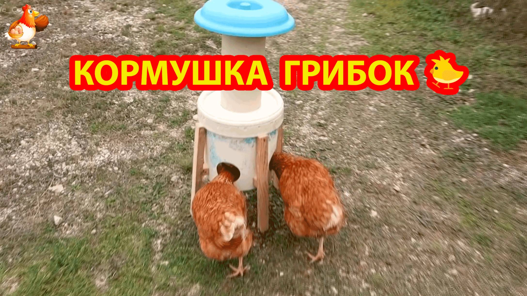 Кормушка бункерная бля кур несушек в форме "грибок" на ножках  💦🐓❣️