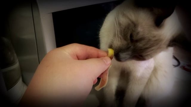 Кошка ест кожуру картошки