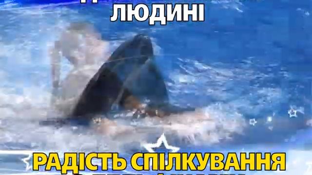 Дневное Шоу