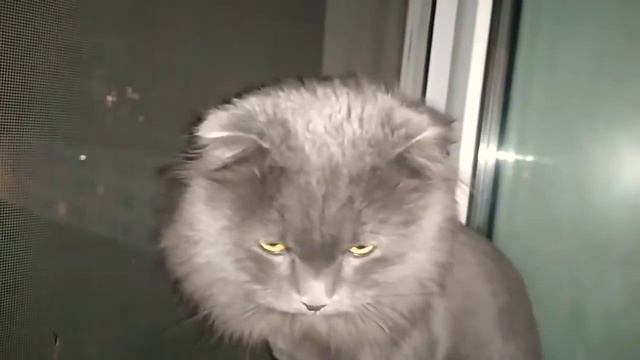ХАРДИ ПОЛУНОЧНИК! 🐈 ВСЕМ ДОБРОГО УТРА!