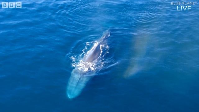 How to Collect Whale DNA | Blue Planet Live | BBC Earth Explore