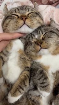 Спока ноки коти, 2