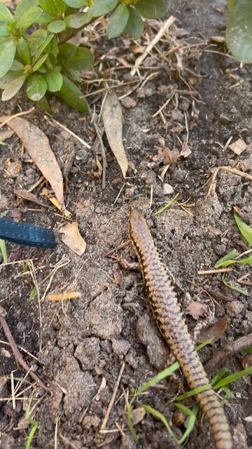 Ящерица 🦎 даже хвост отбросила от страха 🙀 Кот опять поймал в доме ящерицу… #жизньзаграницей