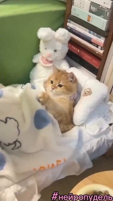 Кошачий комфорт