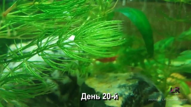 Микровселенная под водой.Три недели от старта.
