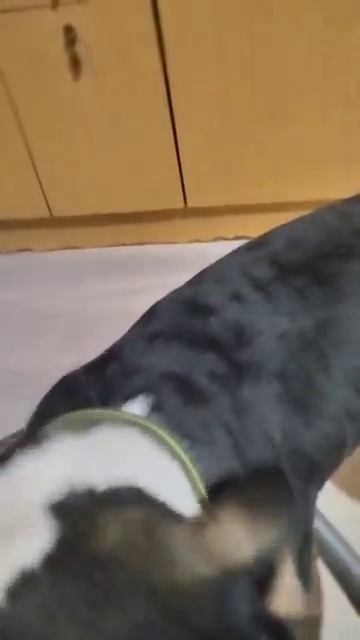 Ватсон любитель чистоты