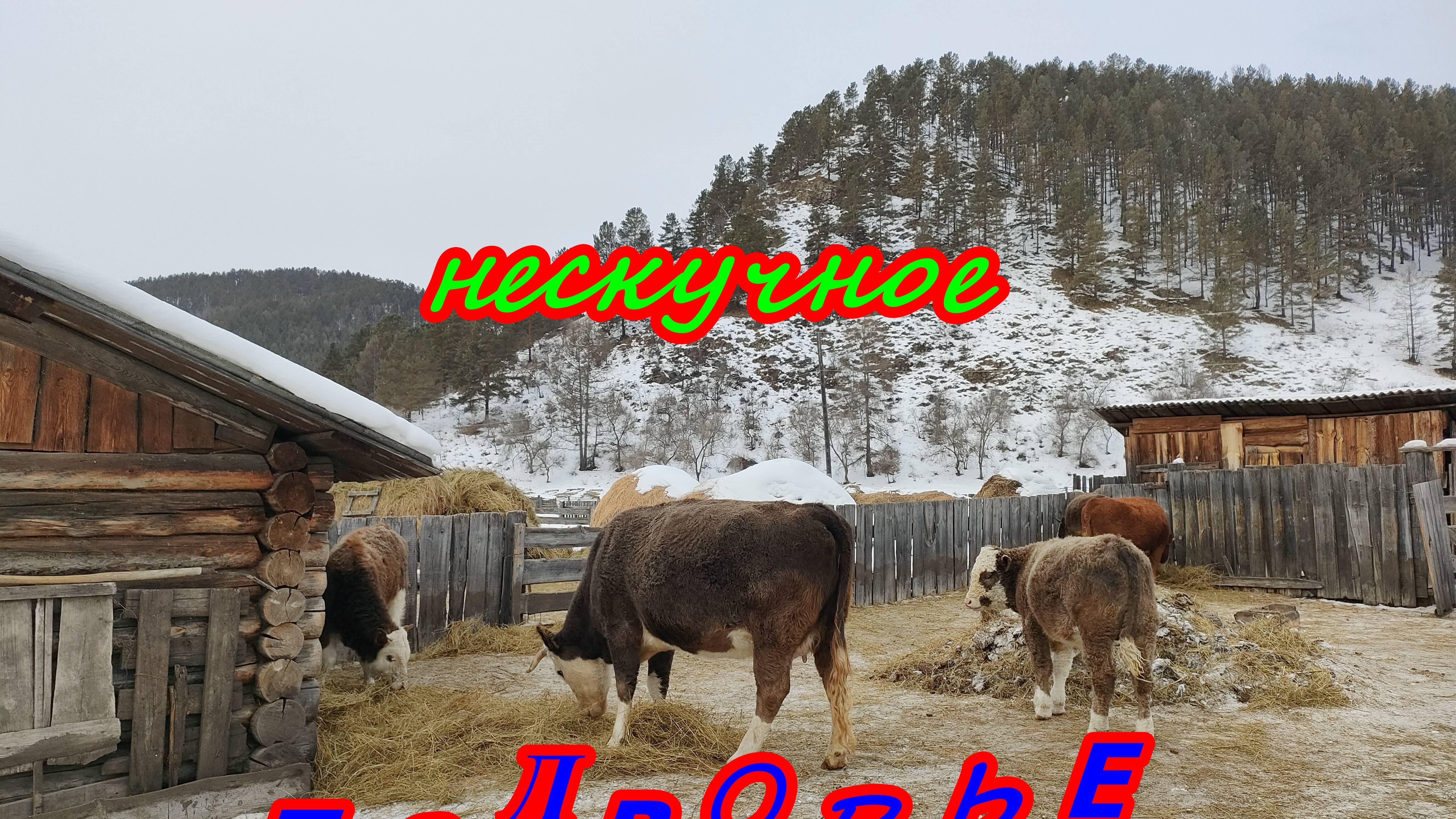 Нескучное подворье. Уход за живностью.