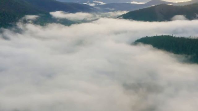 Ковчег