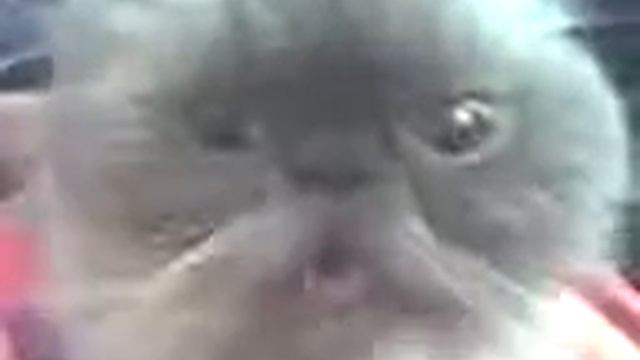 кот ругается матом D